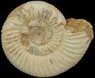 Perisphinctes Ammonite - Jurassic #68175-1